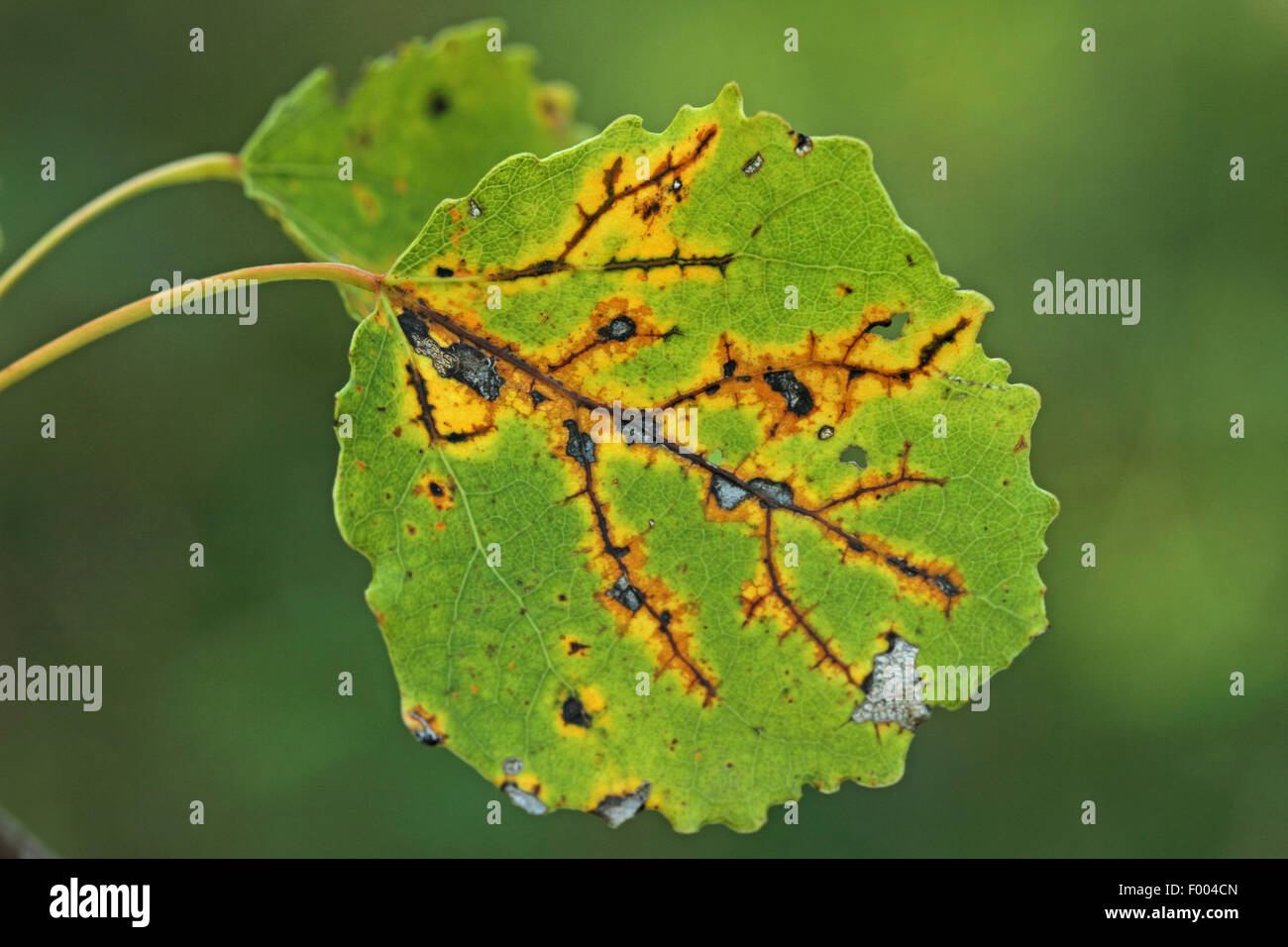 Unione aspen (Populus tremula), le foglie in autunno, Germania Foto Stock