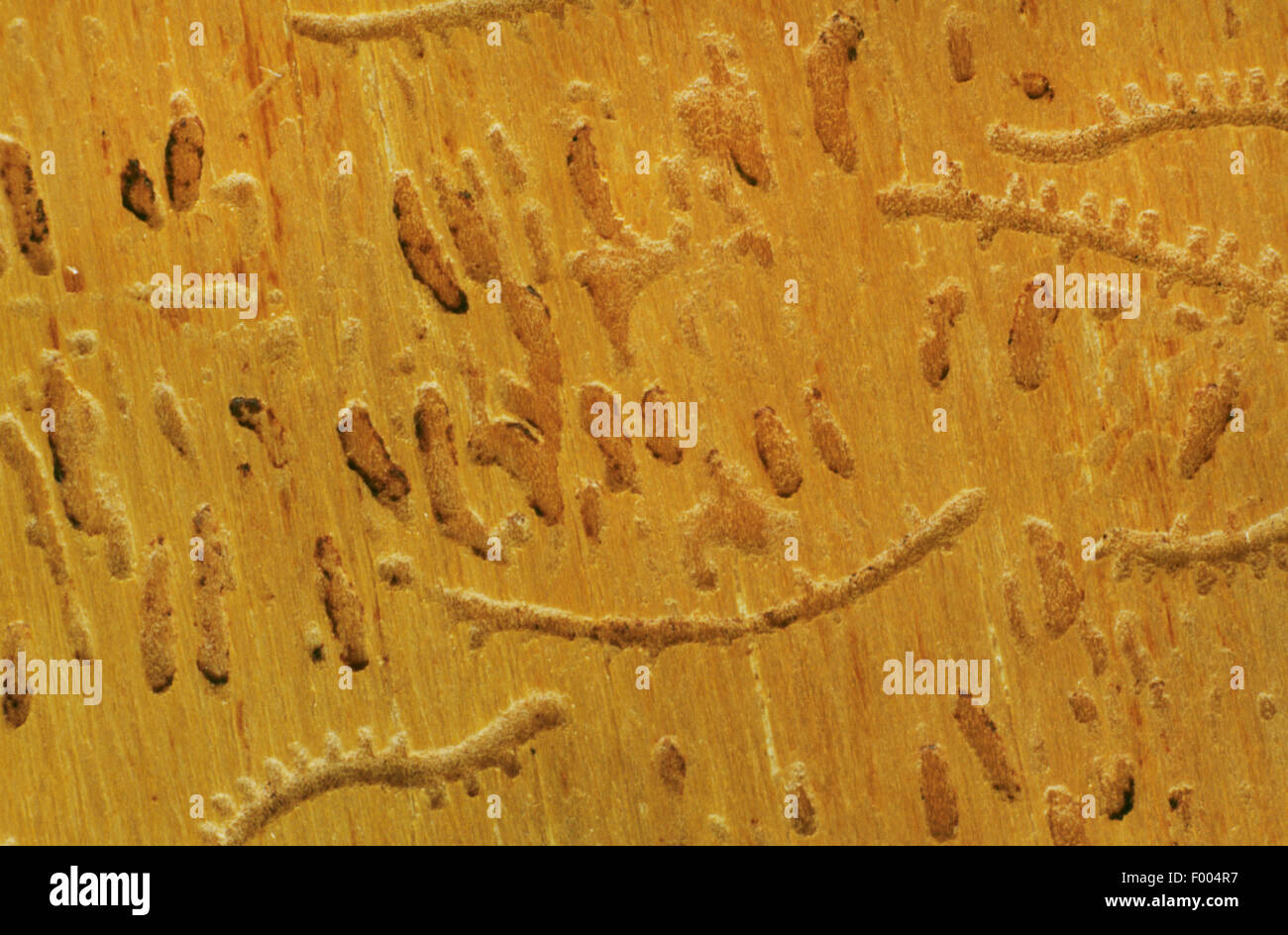 Sei-dentated bostrico (Pityogenes chalcographus), burrows in legno Foto Stock