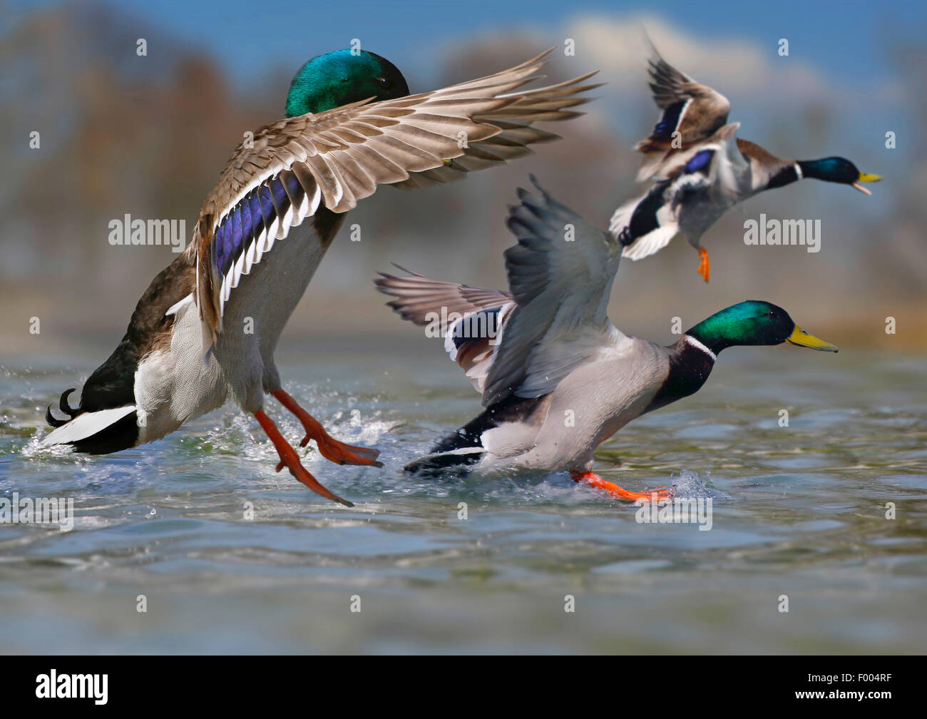 Il germano reale (Anas platyrhynchos), gruppo di I draghetti terra su watersurface, Germania Foto Stock