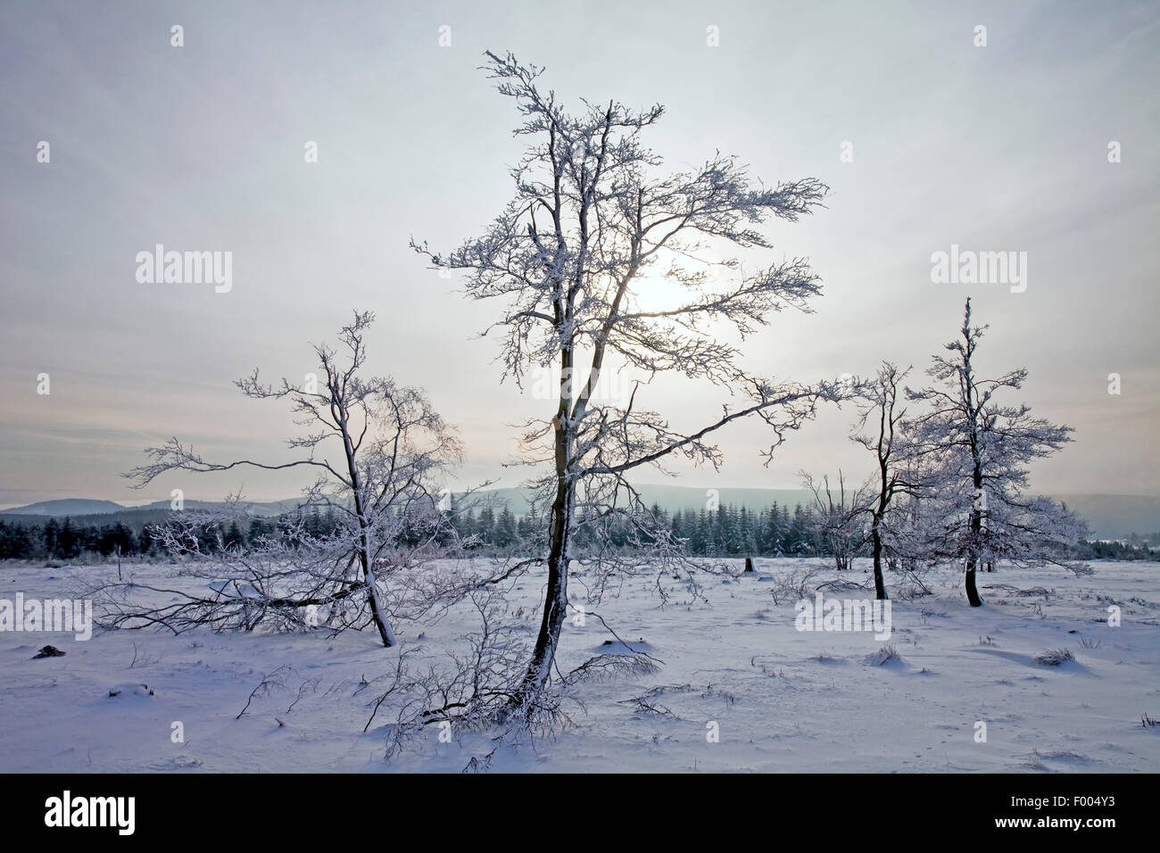 Paesaggio Innevato di Kahler Asten mountain, in Germania, in Renania settentrionale-Vestfalia, Sauerland, Winterberg Foto Stock