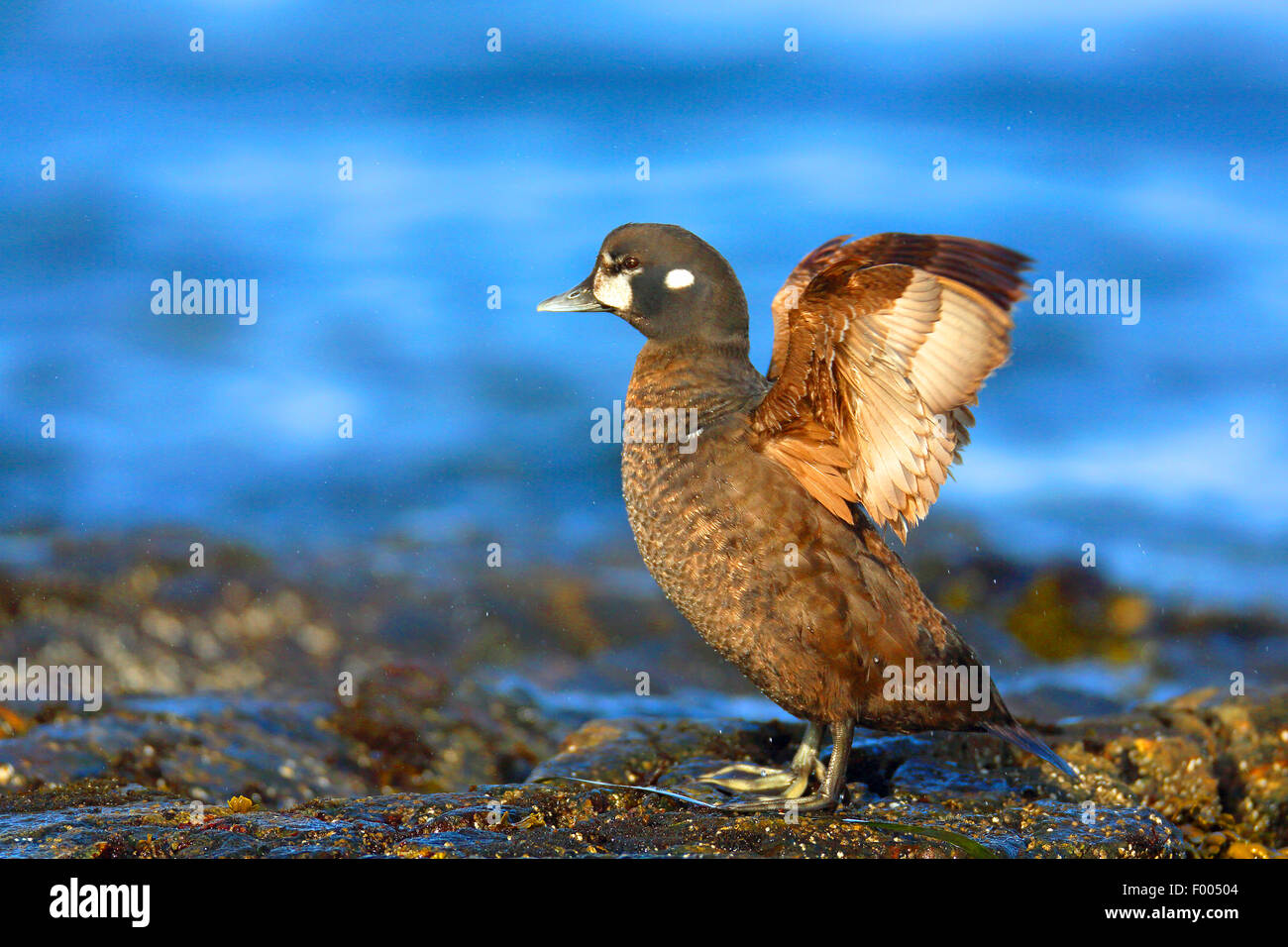 Arlecchino anatra (Histrionicus histrionicus), femmina sorge su una roccia a mare sbattimenti ali, Canada Vancouver Island, Victoria Foto Stock