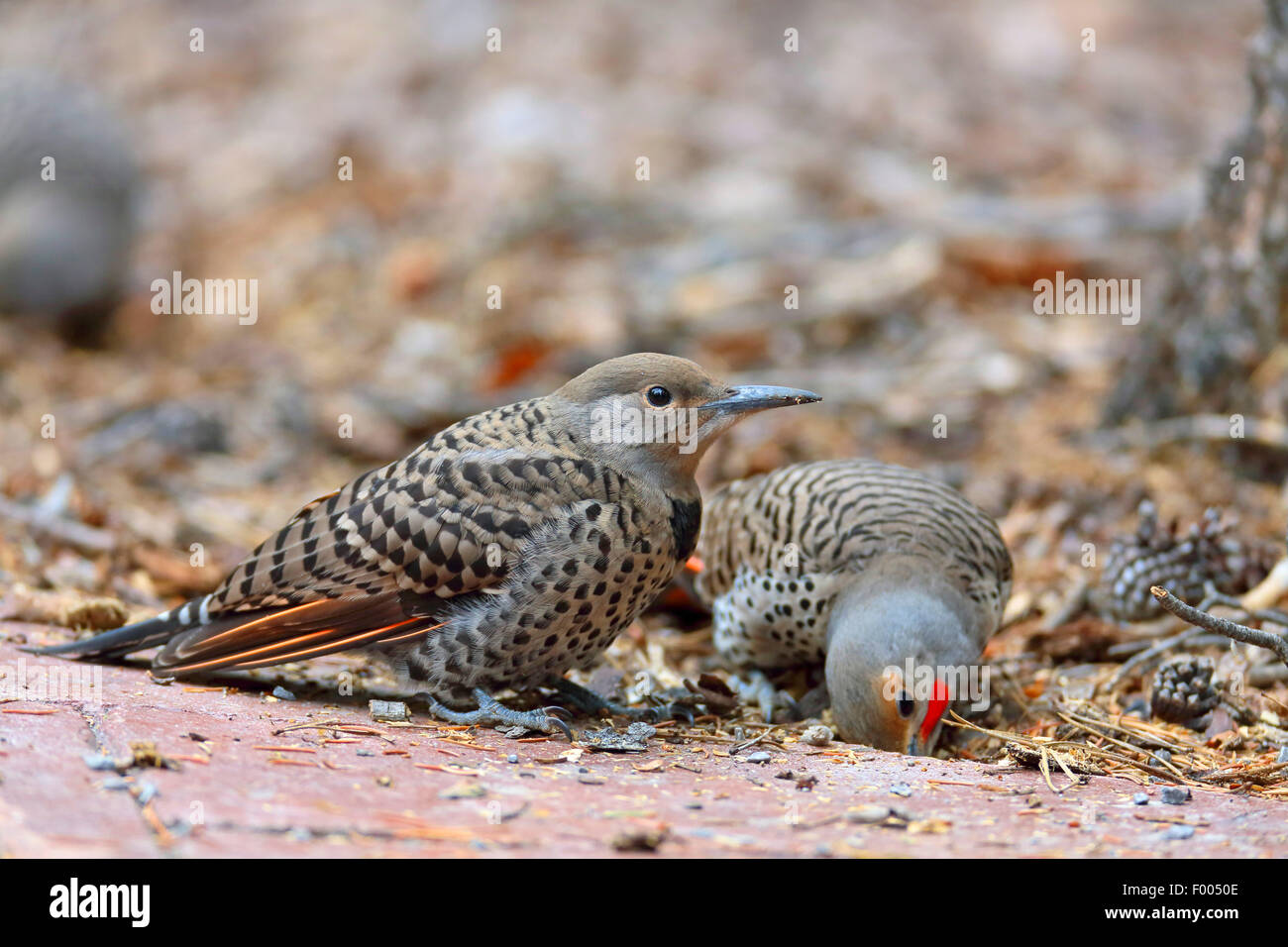 Flicker comune (Colaptes auratus), adulto e bambino uccello in cerca di cibo sul terreno, Canada, Alberta, il Parco Nazionale di Banff Foto Stock