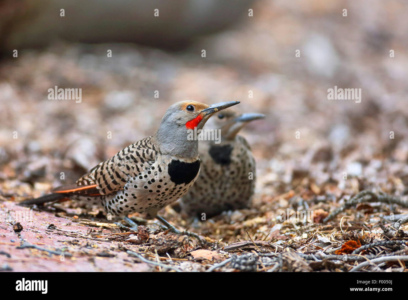 Flicker comune (Colaptes auratus), adulto e bambino uccello in cerca di cibo sul terreno, Canada, Alberta, il Parco Nazionale di Banff Foto Stock
