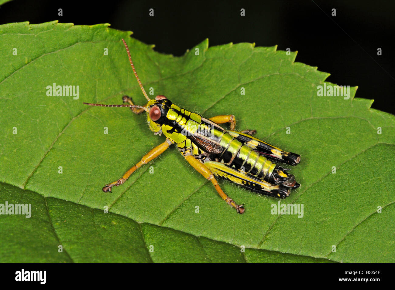 Montagna Verde Grasshopper, alpino mountain locust (Miramella alpina, Podisma alpina, Kisella alpina), su una foglia, Germania Foto Stock