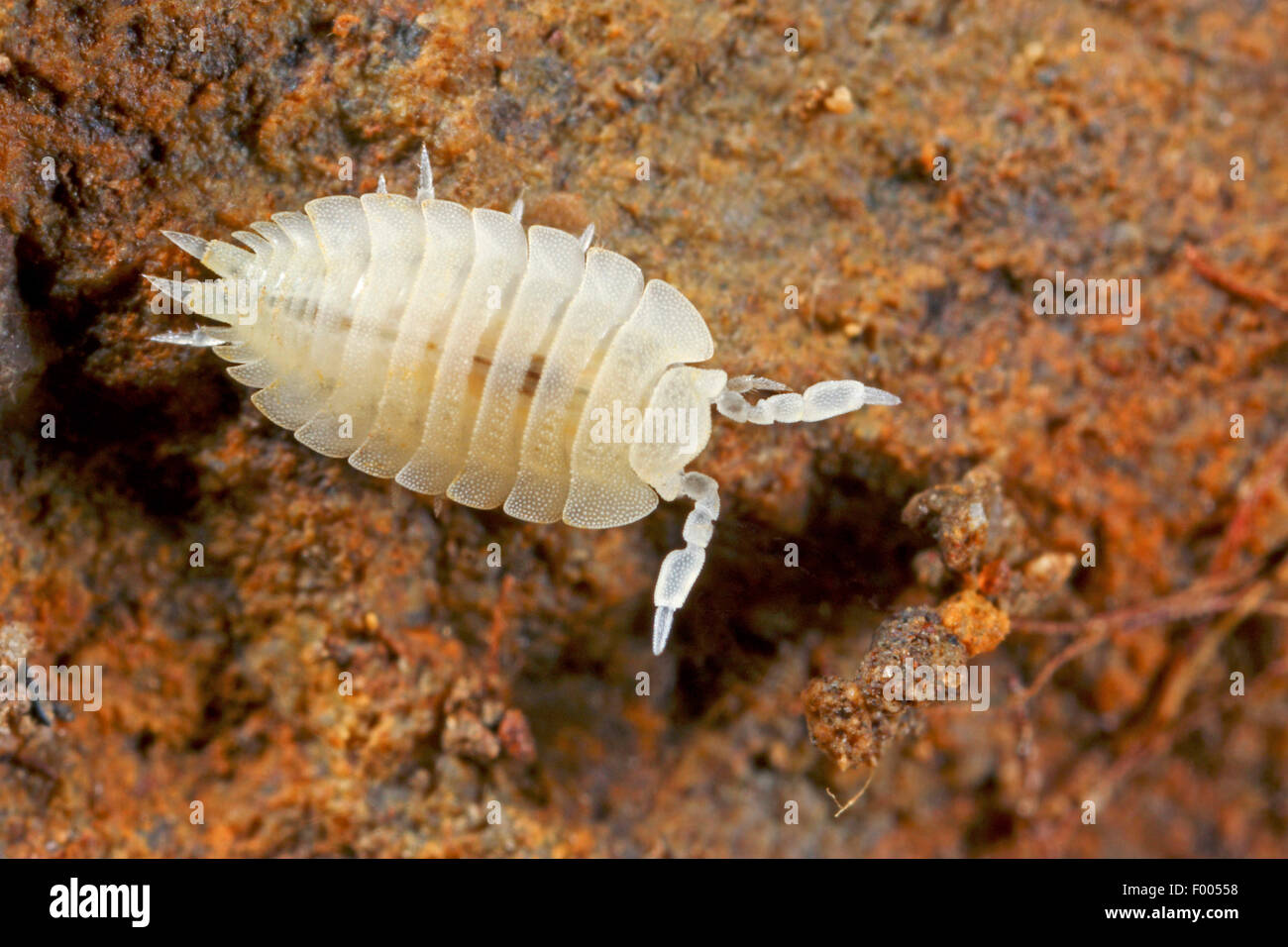 Ant woodlouse (Platyarthrus hoffmannseggii), sul terreno, Germania Foto Stock