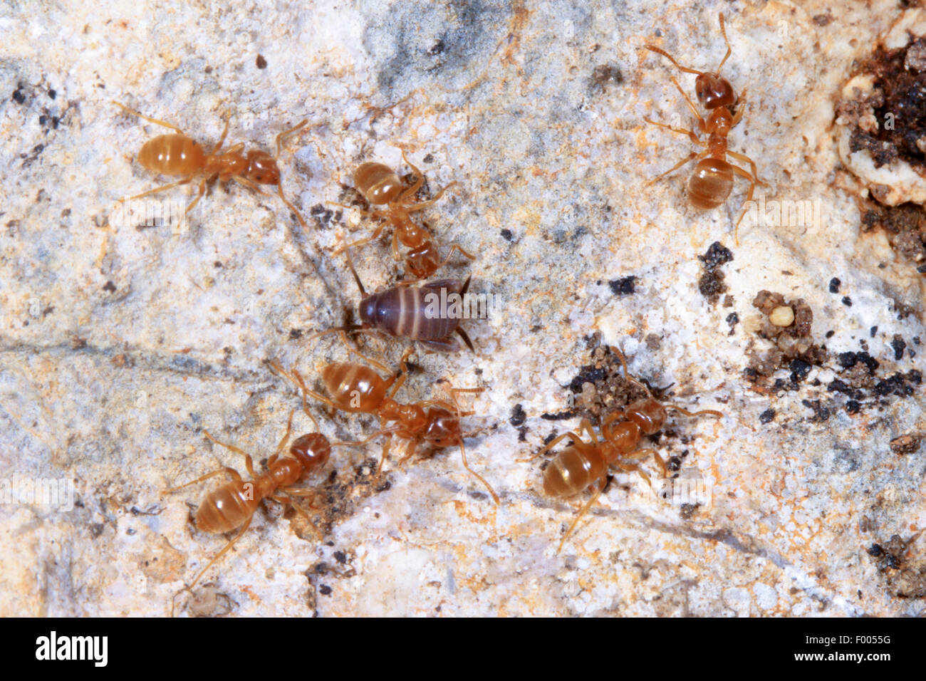 Ant-amare il cricket, Ant cricket, Myrmecophilous cricket, Ant's-nest cricket (Myrmecophilus acervorum), tra le formiche, Germania Foto Stock