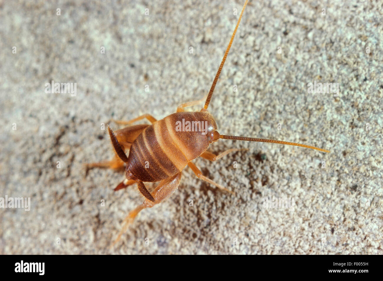 Ant-amare il cricket, Ant cricket, Myrmecophilous cricket, Ant's-nest cricket (Myrmecophilus acervorum), su una pietra, Germania Foto Stock