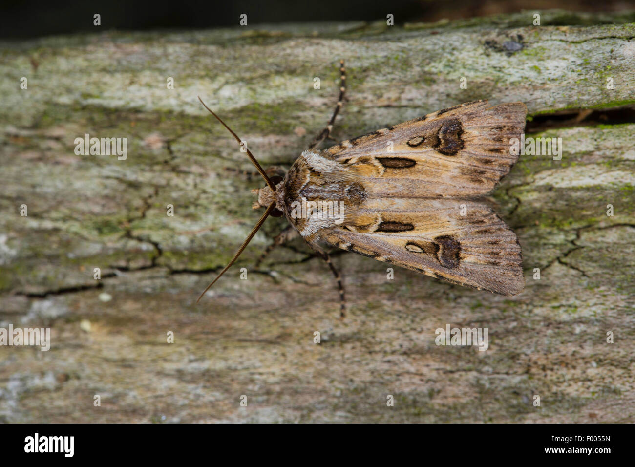 Archer's Dart, arcieri dart (Agrotis vestigialis, Rhyacia vestigialis), sulla corteccia, Germania Foto Stock