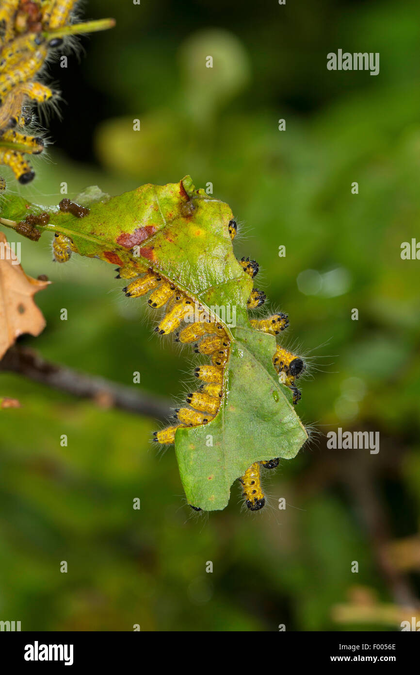 Buff-punta (falena Phalera bucephala), gruppo di bruchi su una foglia di quercia, Germania Foto Stock