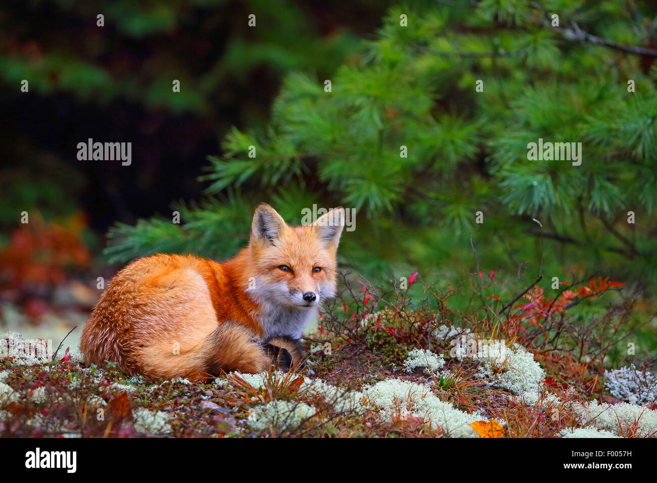 Red Fox (Vulpes vulpes vulpes), si siede sul bordo della foresta, Canada Ontario, Algonquin Provincial Park Foto Stock