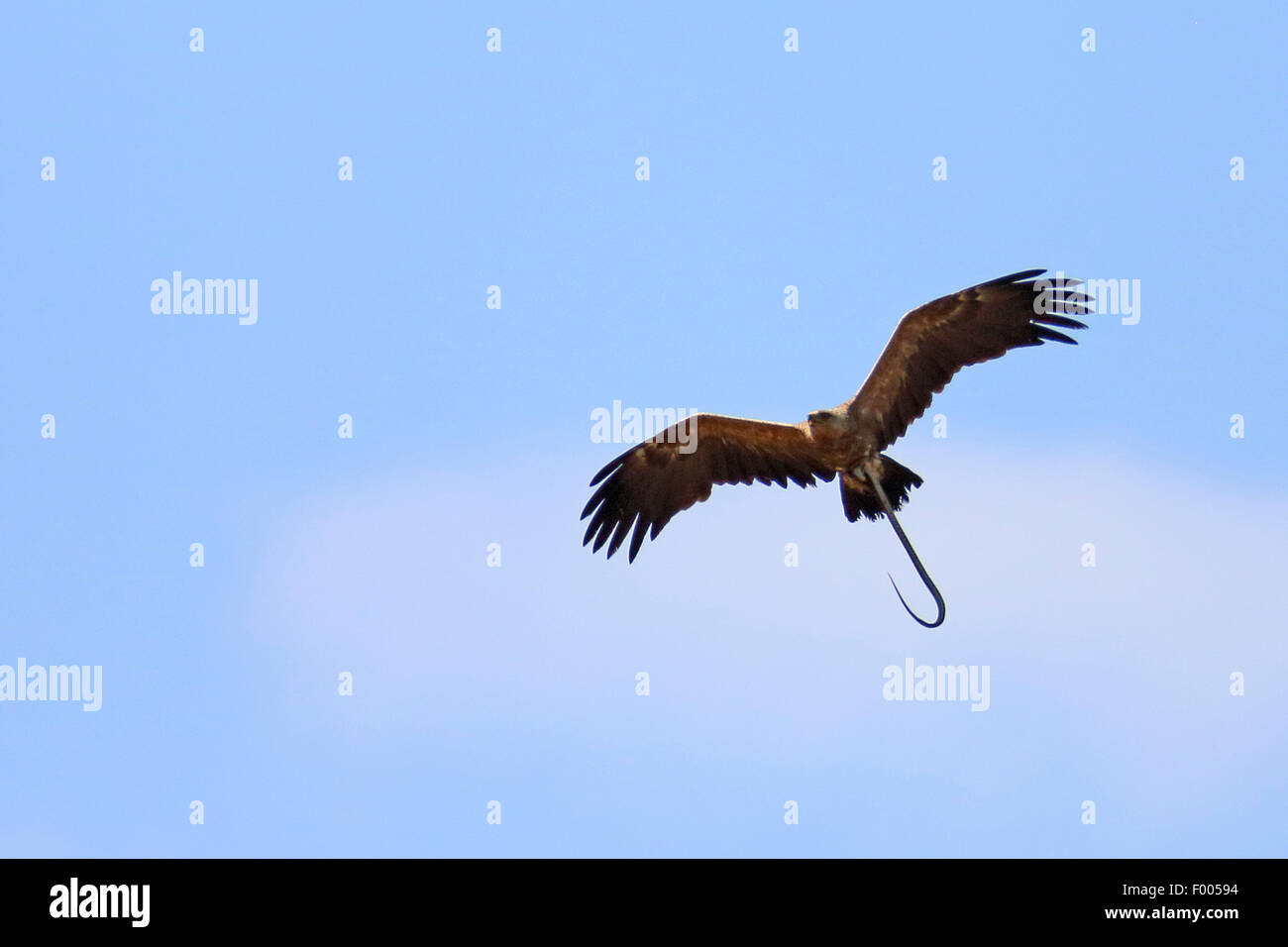 Lesser spotted eagle (Aquila pomarina) volando con un serpente nella griffa, Grecia, il lago di Kerkini Foto Stock