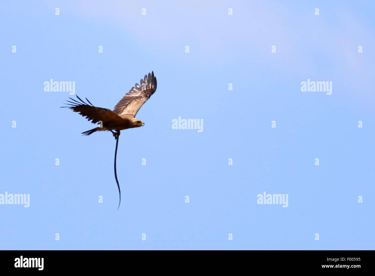 Lesser spotted eagle (Aquila pomarina) volando con un serpente nella griffa, Grecia, il lago di Kerkini Foto Stock