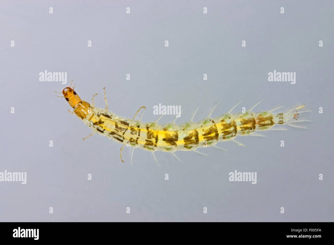 Whirligig peloso, Hairy whirligig beetle (Orectochilus villosus), larva, Germania Foto Stock