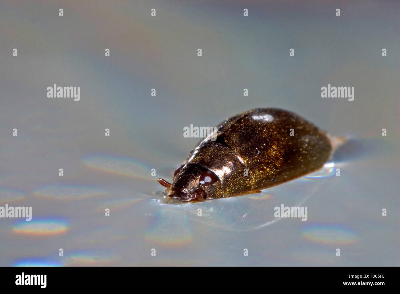 Whirligig peloso, Hairy whirligig beetle (Orectochilus villosus), nuota in superficie di acqua, Germania Foto Stock