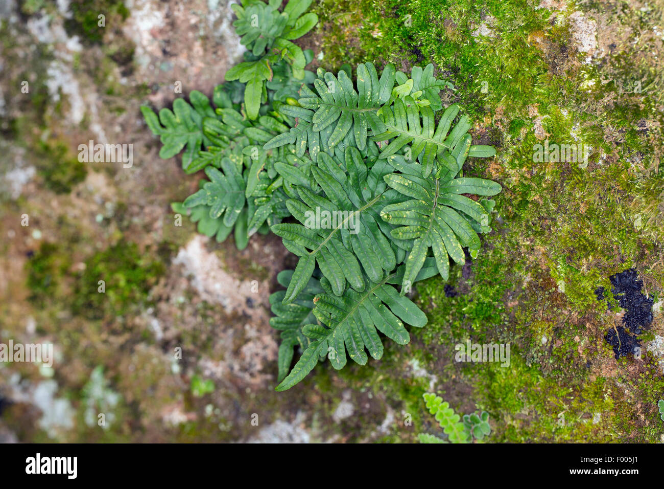 Comune (polypody Polypodium vulgare), su una parete di roccia, Germania Foto Stock