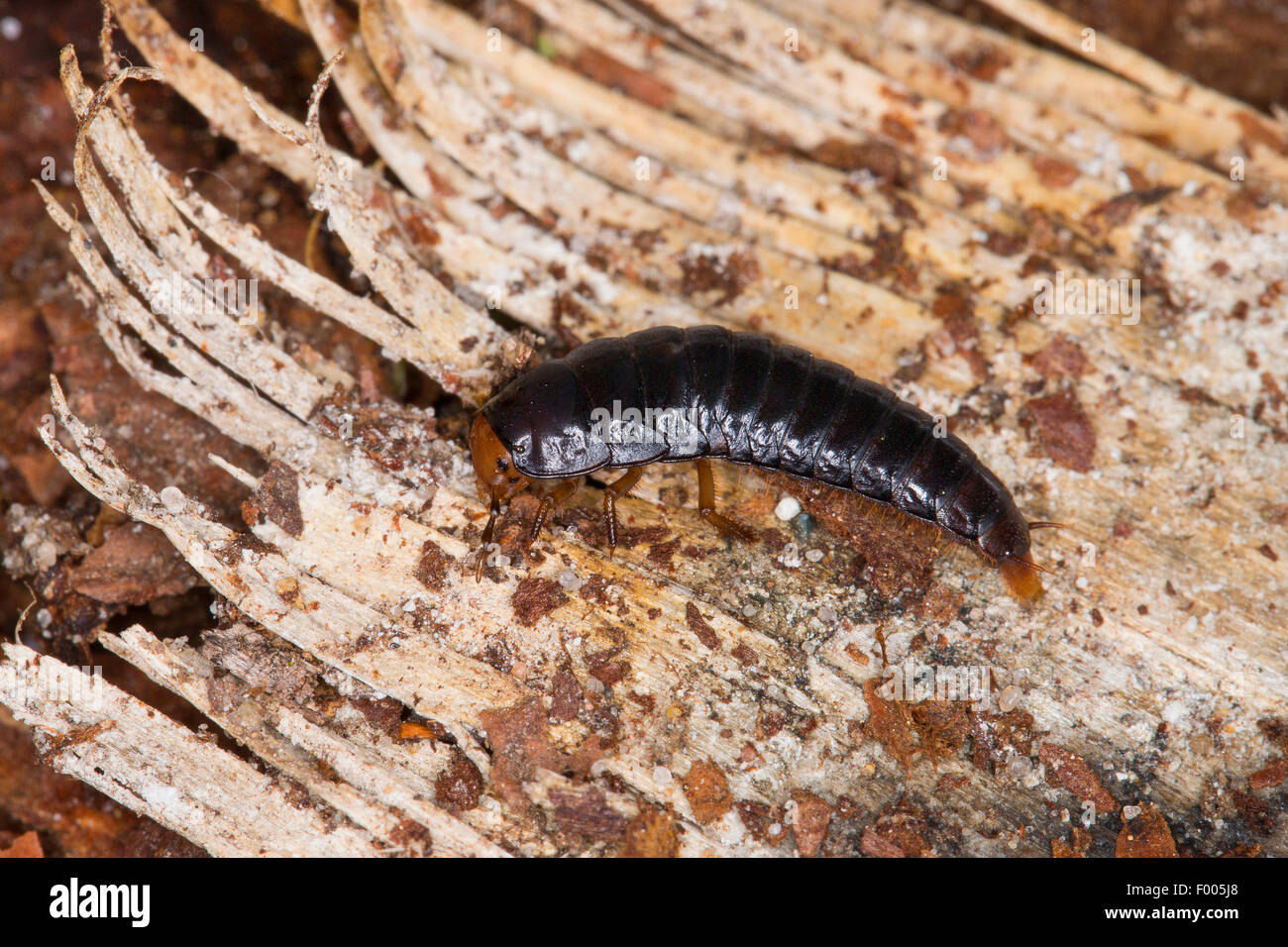 Quattro-spotted seppellire beetle (Xylodrepa quadrimaculata, Dendroxena quadrimaculata), larva, Germania Foto Stock