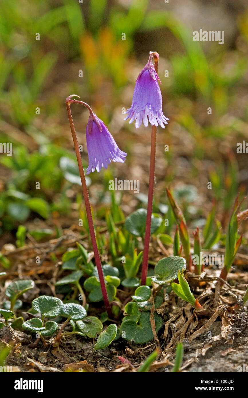 Soldanella nana, Nana Fiore Snowbell (Soldanella pusilla, Soldanella alpicola), fioritura, Germania Foto Stock