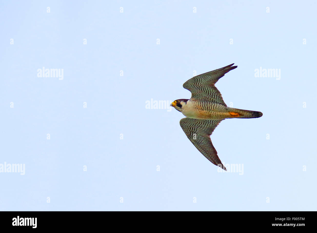 Falco pellegrino (Falco peregrinus tundrius), flying adulto, Canada Ontario, punto Pelée Parco Nazionale Foto Stock