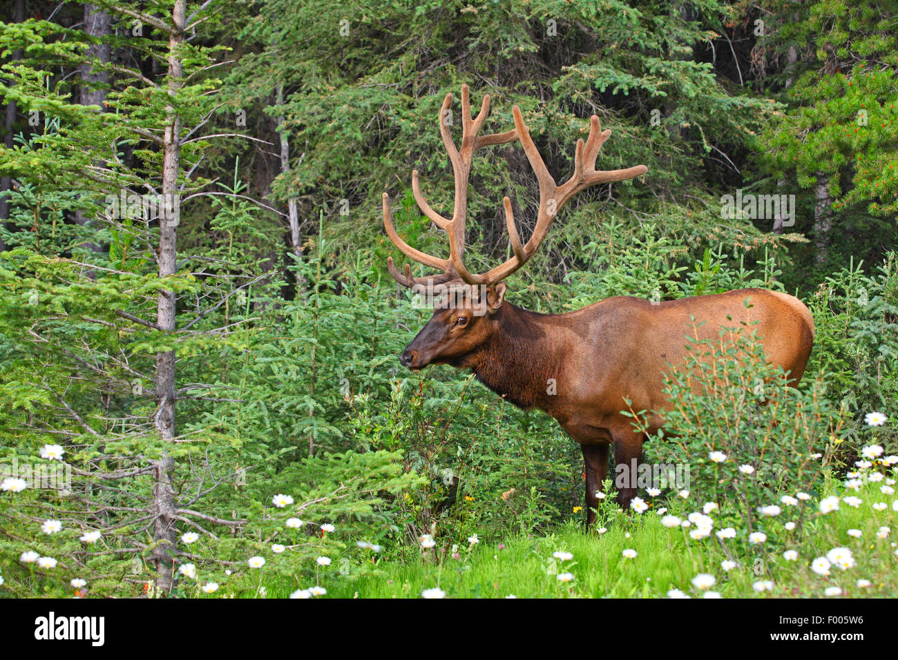 Wapiti, elk (Cervus elaphus canadensis, Cervus canadensis), old stag permanente al margine della foresta, Canada, Alberta, il Parco Nazionale di Banff Foto Stock