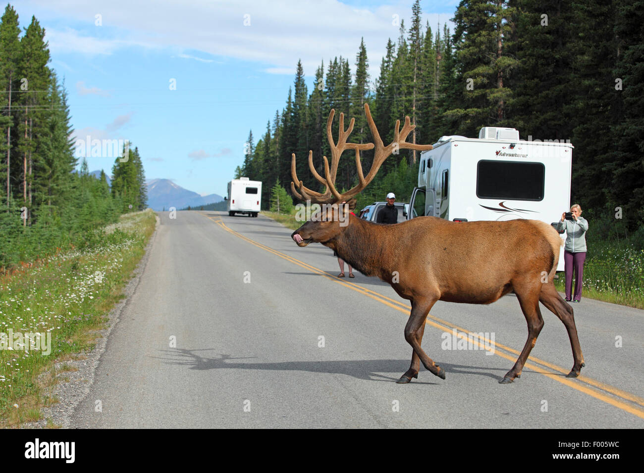 Wapiti, elk (Cervus elaphus canadensis, Cervus canadensis), old stag attraversando un paese lane, Canada, Alberta, il Parco Nazionale di Banff Foto Stock