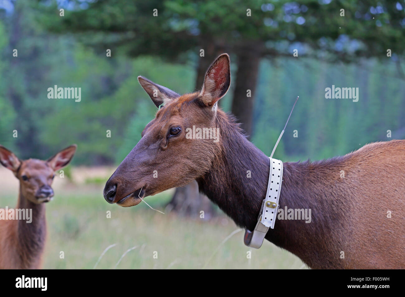Wapiti, elk (Cervus elaphus canadensis, Cervus canadensis), hind con un trasmettitore intorno al collo, Canada, il Parco Nazionale di Banff Foto Stock