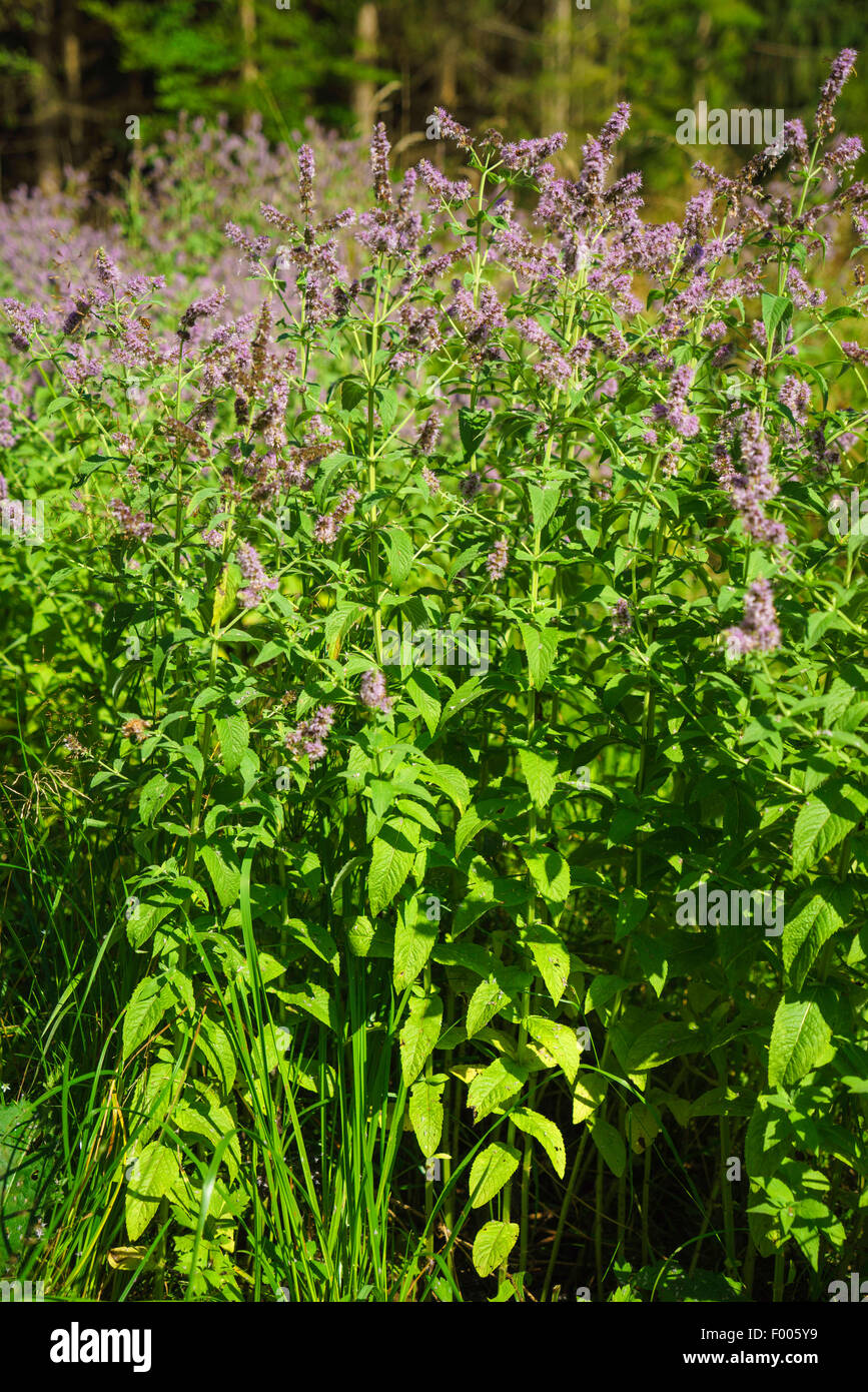 Sgombro-menta, menta verde, menta verde (Mentha spicata), fioritura, in Germania, in Baviera, Alta Baviera, Baviera superiore Foto Stock