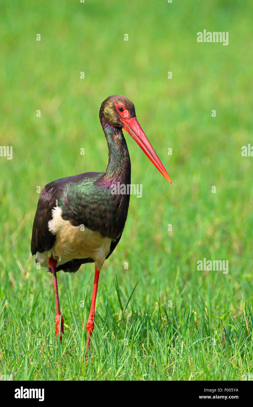 Cicogna Nera (Ciconia nigra), standss in una palude, la Grecia, il lago di Kerkini Foto Stock