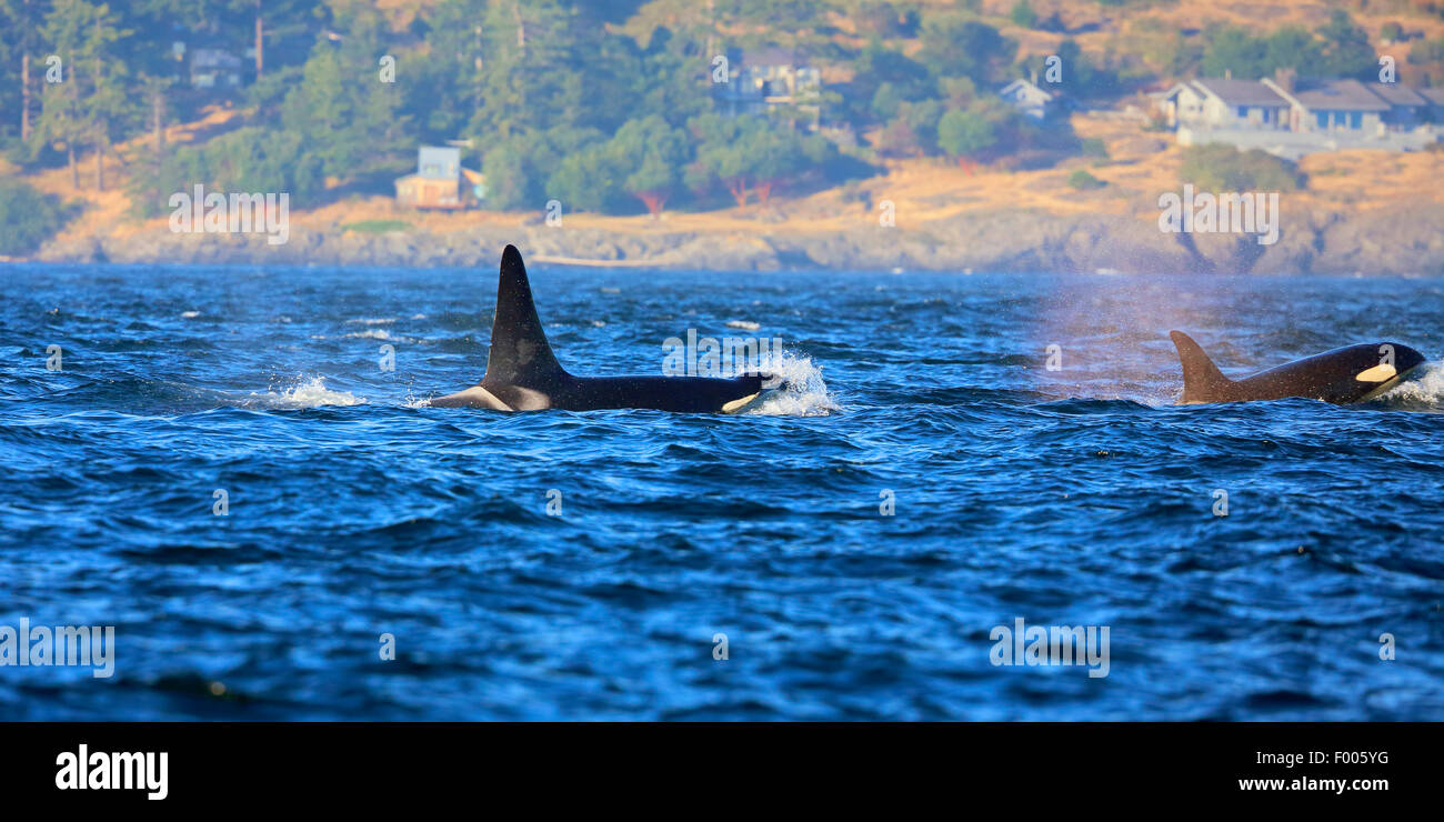 Orca, grande balena killer, grampus (Orcinus orca), nuoto coppia vicino alla costa, Canada, Victoria, Haro stretto Foto Stock