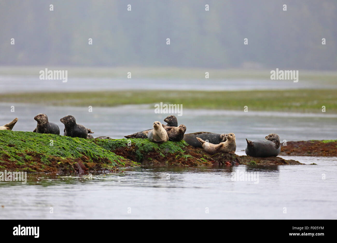 Guarnizione di tenuta del porto, guarnizione comune (Phoca vitulina), il gruppo si trova su un isolotto roccioso nel mare, Canada Vancouver Island Foto Stock