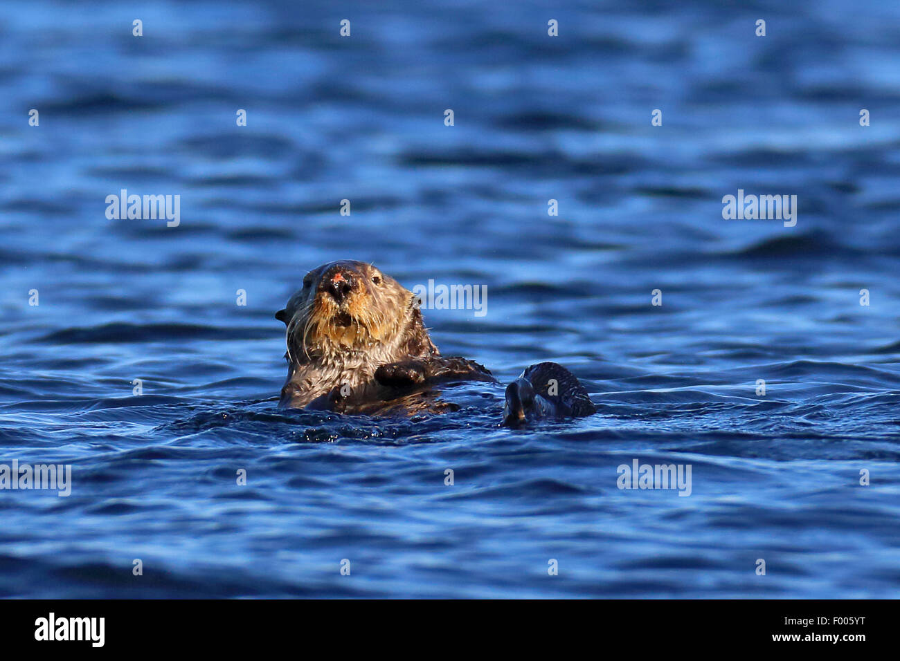 Sea Otter (Enhydra lutris), nuoto, Canada Vancouver Island Foto Stock