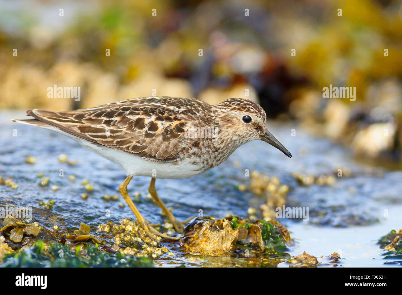 Almeno il sandpiper (Calidris minutilla), in piedi presso la costa rocciosa, Canada, Victoria, Isola di Vancouver Foto Stock