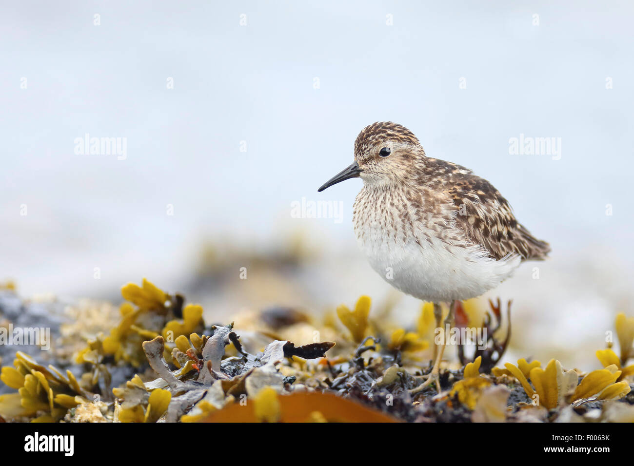 Almeno il sandpiper (Calidris minutilla), in piedi presso la costa rocciosa, Canada, Victoria, Isola di Vancouver Foto Stock