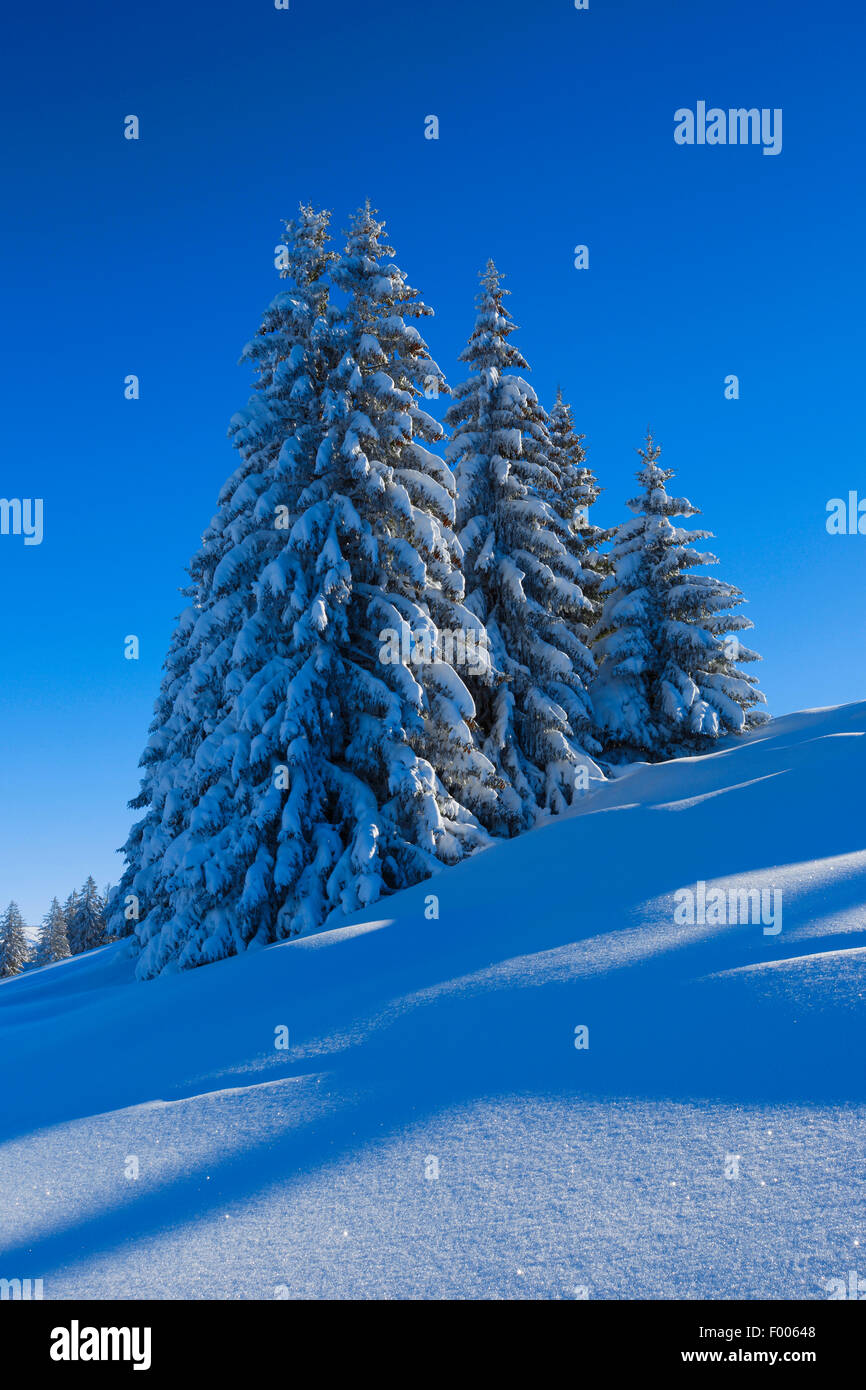 Abete (Picea abies), coperta di neve abeti rossi presso il Flumserberg, Svizzera, San Gallo Foto Stock