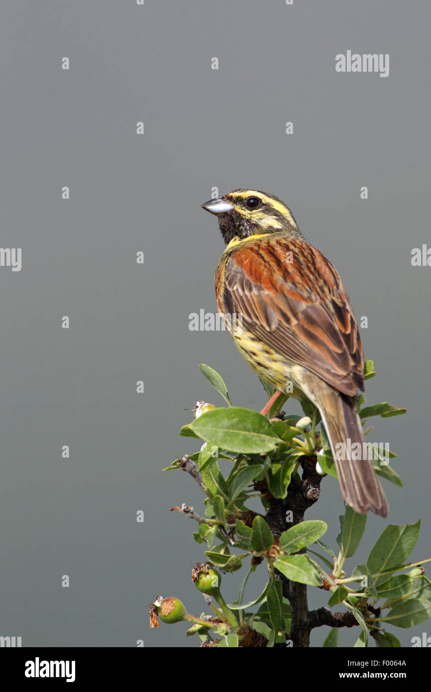 Cirl bunting (emberiza cirlus), maschio seduto sulla cima di un albero, Grecia, Lesbo Foto Stock