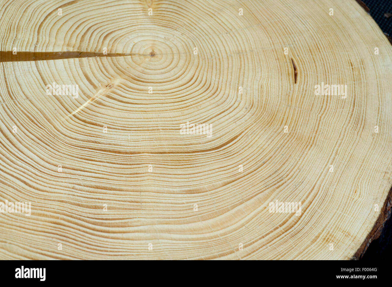 Jahresringe; Fichte;; Picea abies; Rottanne; Jahrring; Holzring; Foto Stock