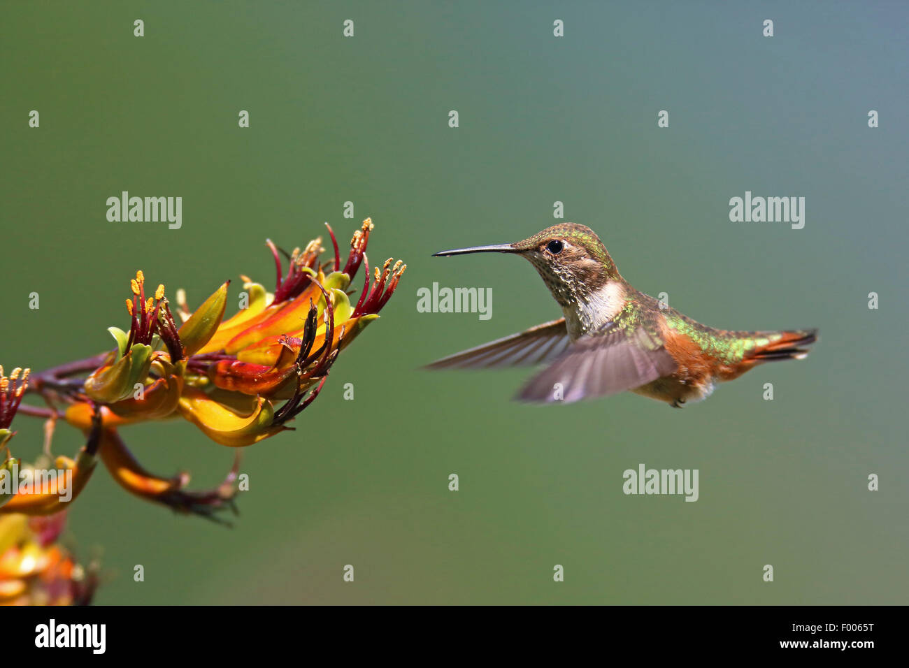 Rufous hummingbird (Selasphorus rufus), femmina battenti nella parte anteriore di un fiore, Canada Vancouver Island Foto Stock