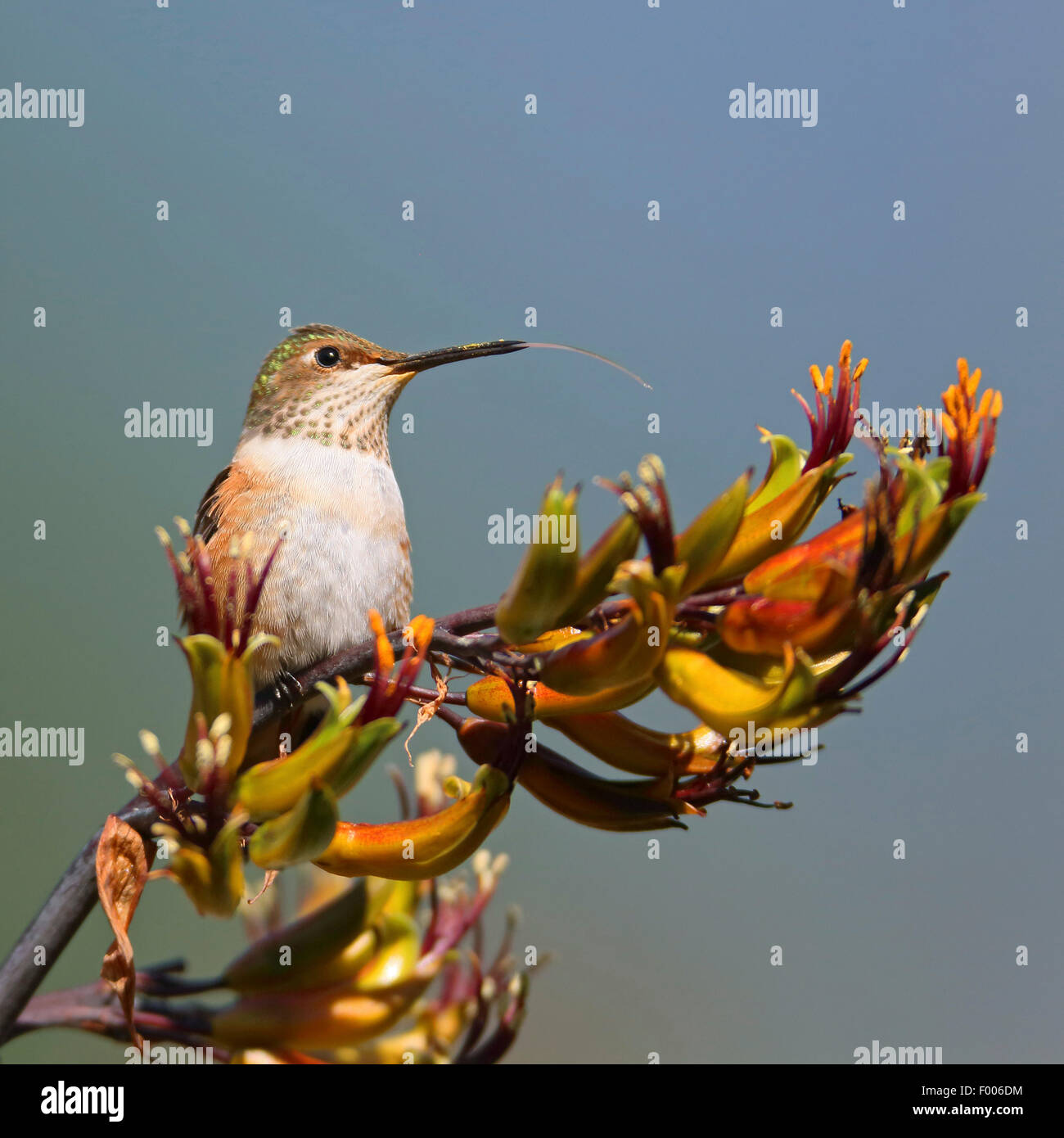Rufous hummingbird (Selasphorus rufus), femmina seduta su un fiore e con la lingua fuori, Canada Vancouver Island Foto Stock