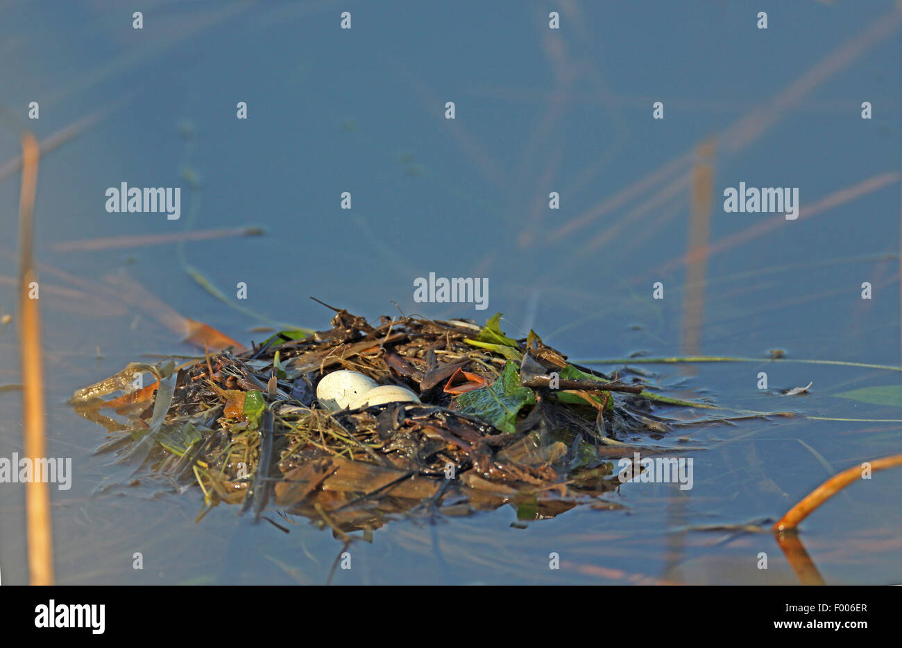 Tuffetto (Podiceps ruficollis, Tachybaptus ruficollis), nido galleggiante con una frizione, la Grecia, il lago di Kerkini Foto Stock