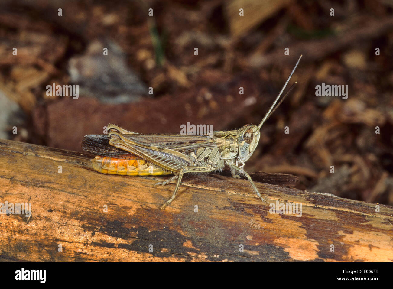 Campo grasshopper, campo comune grasshopper (Chorthippus brunneus, Glyptobothrus brunneus, Chorthippus bicolor, Stauroderus brunneus), seduti su legno, Germania Foto Stock