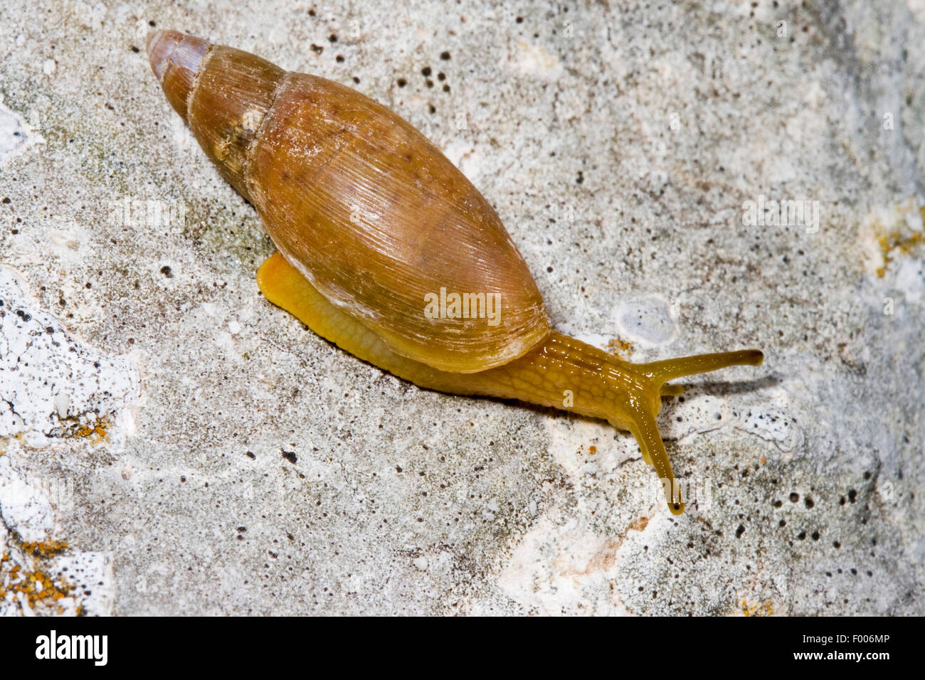 Predator dalmata (Poiretia cornea, Achatina cornea), striscianti su una roccia Foto Stock