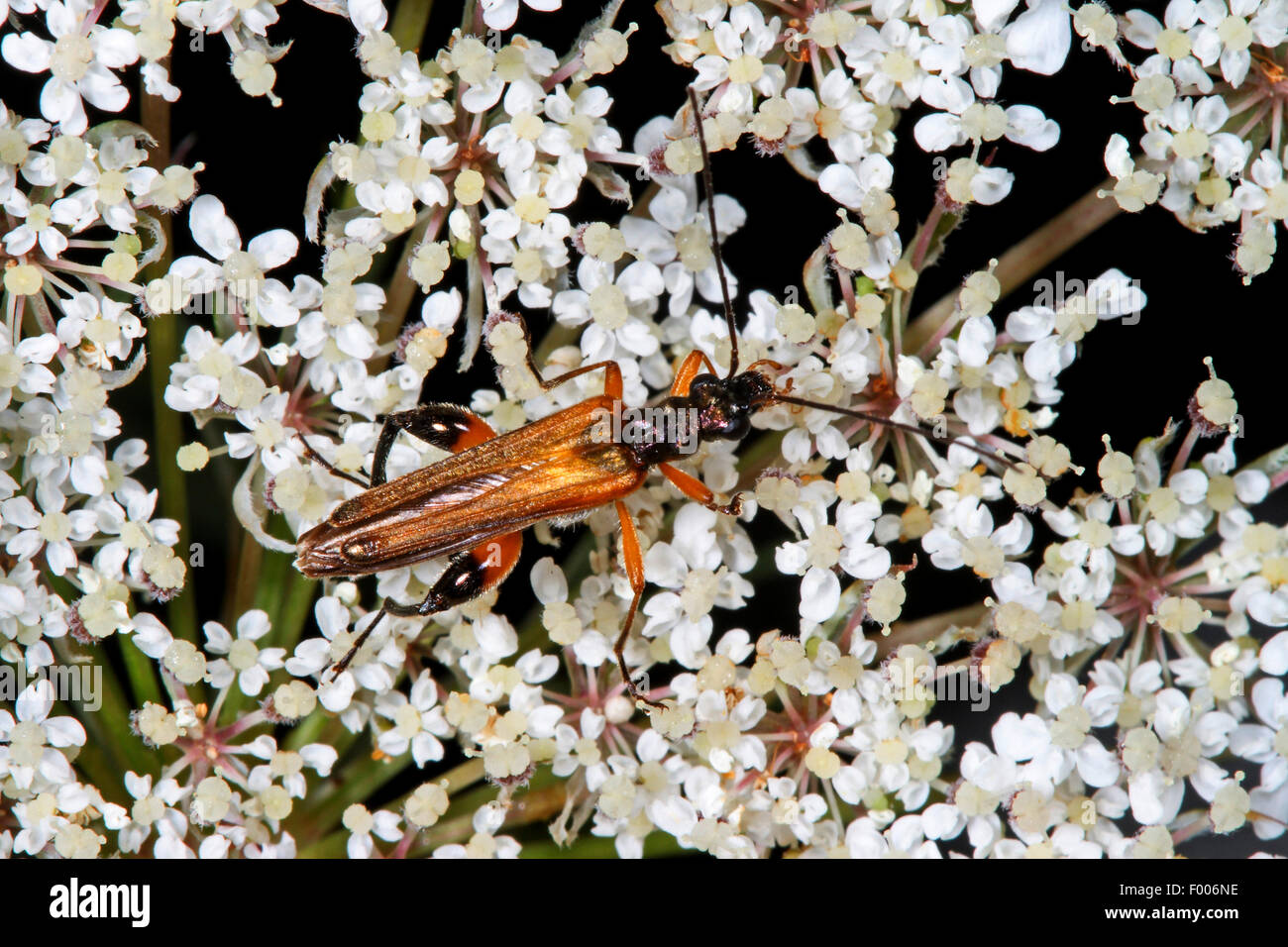 Falso blister coleotteri, polline-alimentare coleotteri (Oedemera podagrariae), seduto su un umbellifer, Germania Foto Stock