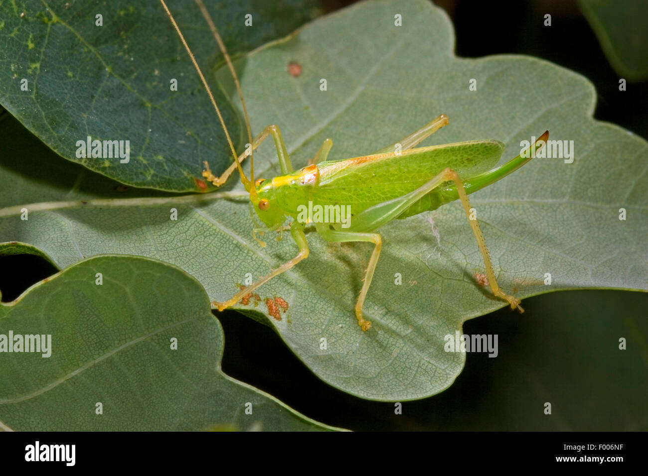 Oak bushcricket, ronzio katydid (Meconema thalassinum, Meconema varium), femmina seduto su una foglia di quercia, Germania Foto Stock