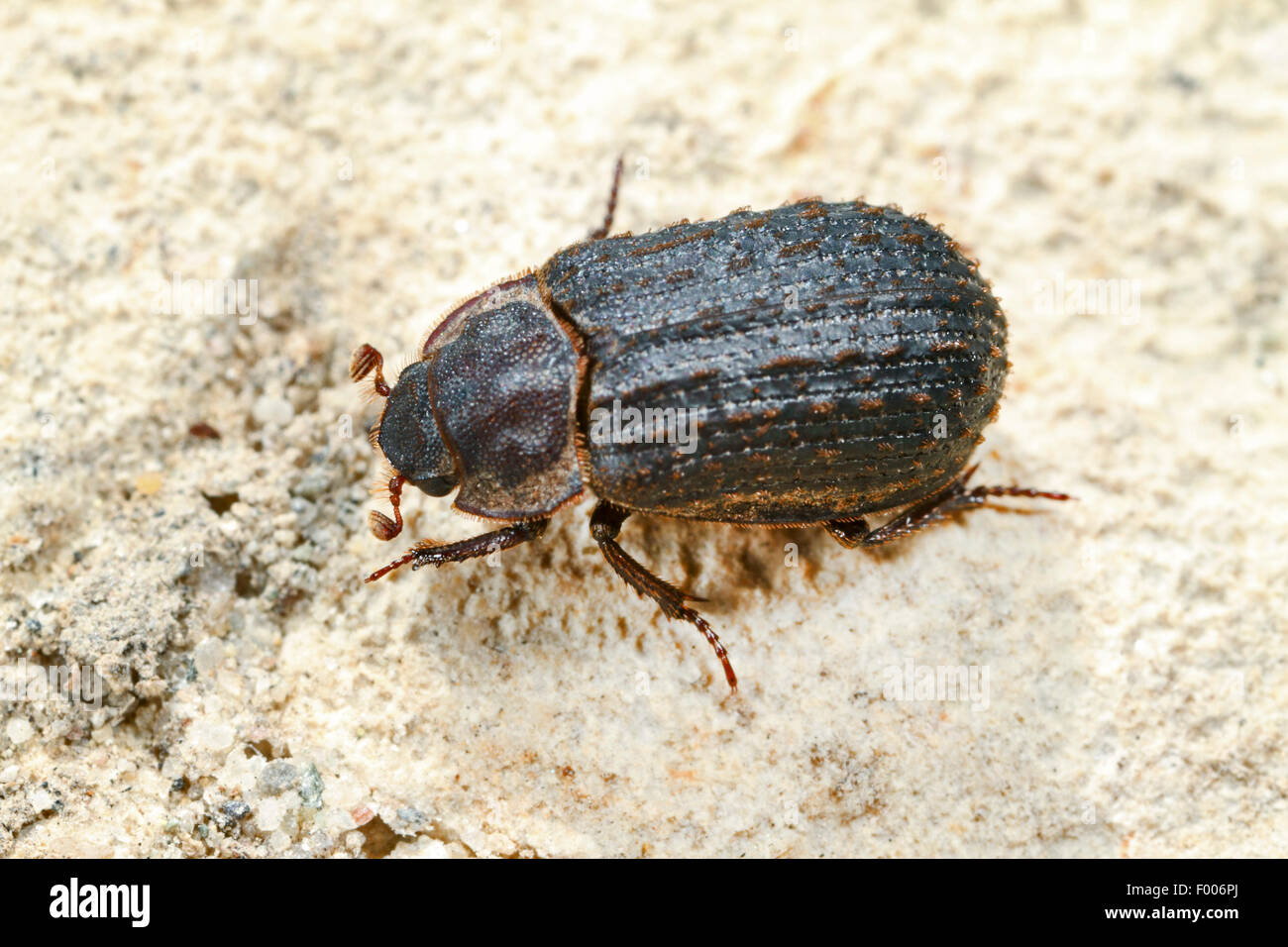 Nascondi beetle (Trox scaber, Trox scabra), vista dall'alto, Germania Foto Stock