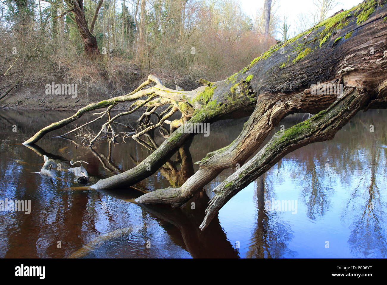 Albero caduto nel fiume pianura alluvionale in inverno, GERMANIA Baden-Wuerttemberg Foto Stock