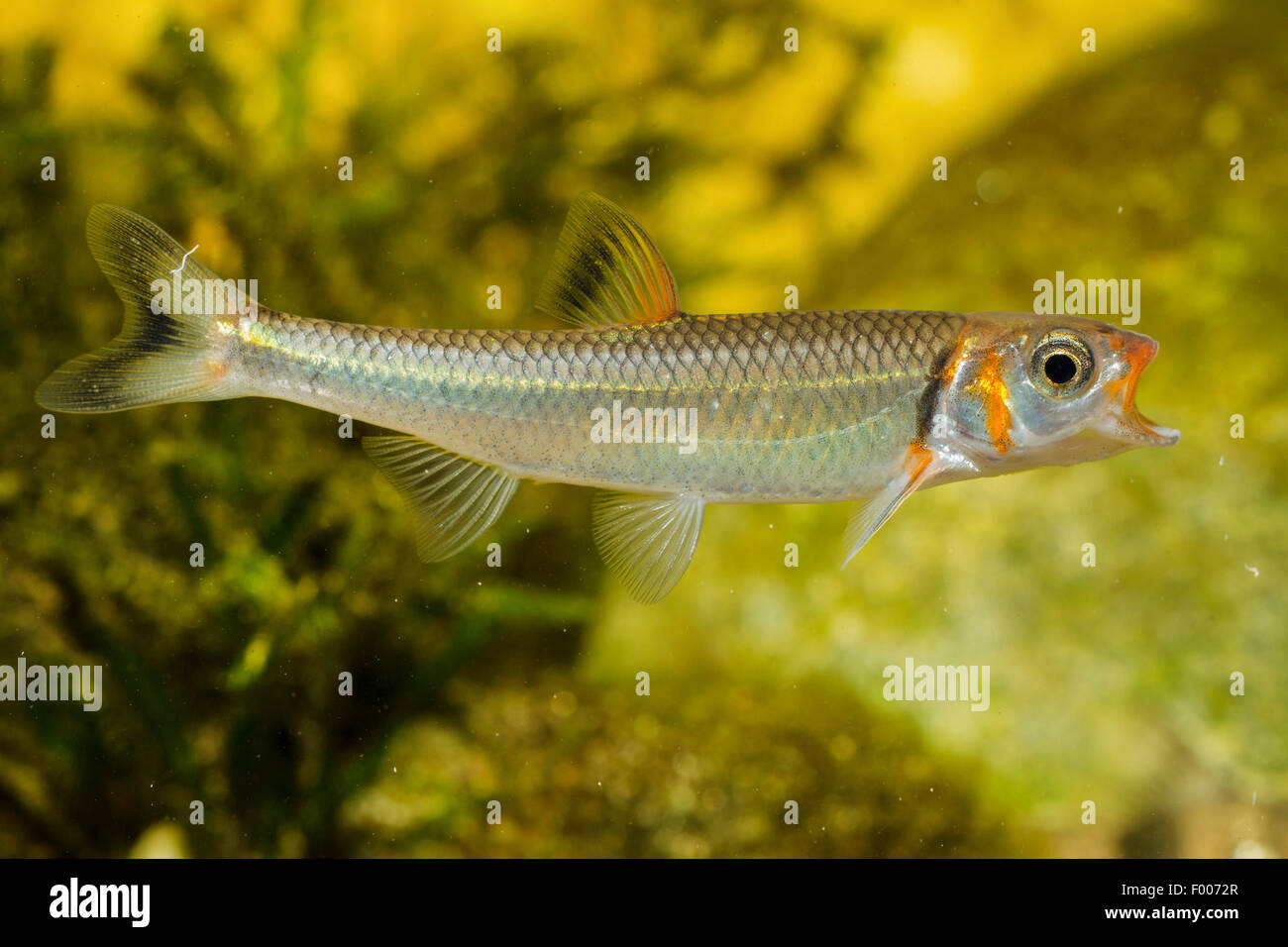 Warpaint Shiner (Luxilus coccogenis), maschio con la bocca aperta Foto Stock