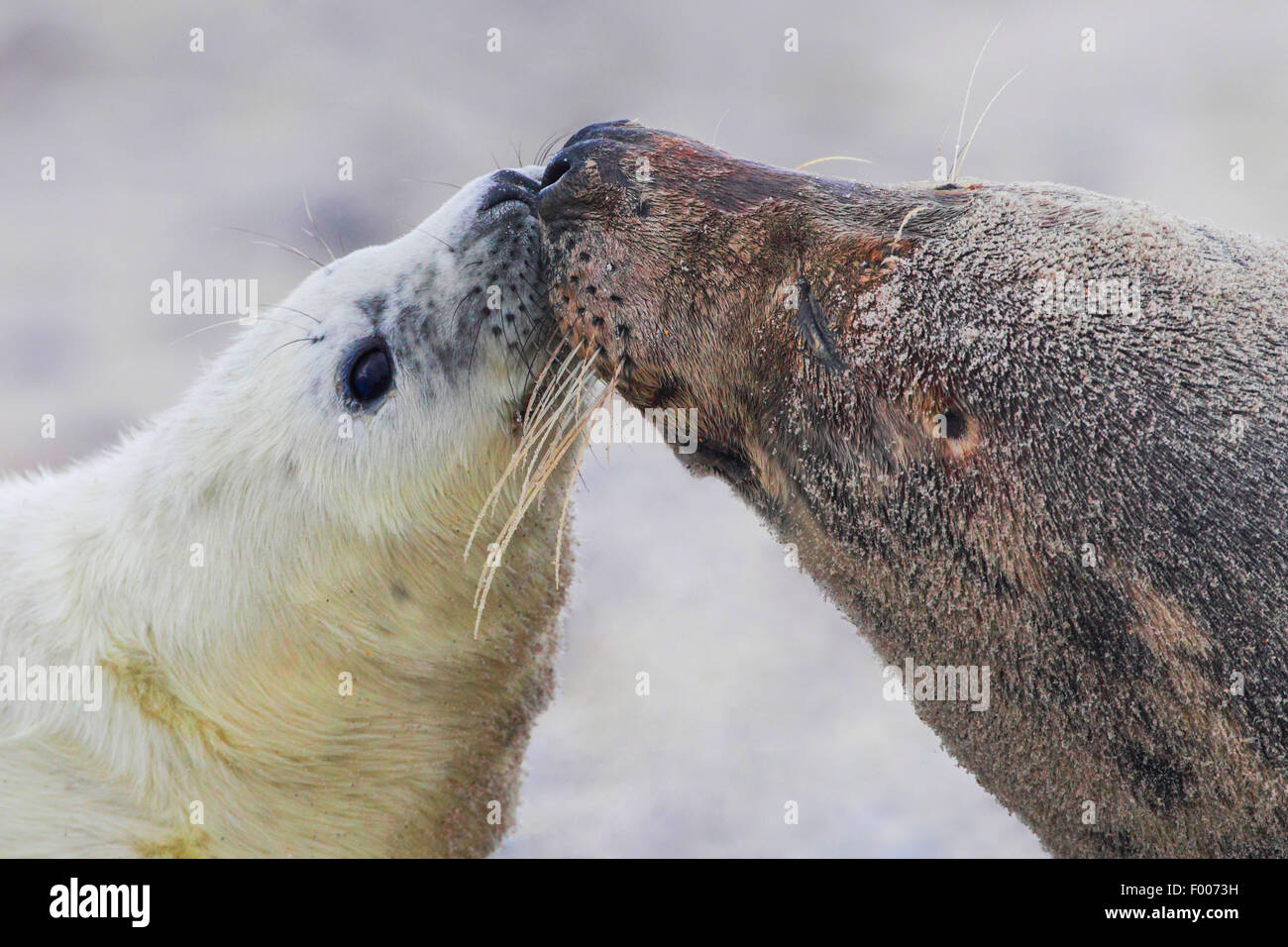 Guarnizione grigio (Halichoerus grypus), il ritratto della madre e pup, Germania, Schleswig-Holstein, Isola di Helgoland Foto Stock