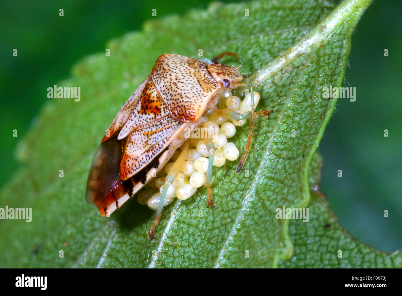 Bug di genitore, mothering bug (Elasmucha grisea), custodisce le sue uova, Germania Foto Stock