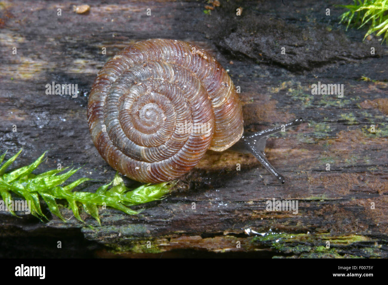 Lumaca arrotondati, Rotund disc lumaca, irradiata lumaca (Discus rotundatus, Goniodiscus rotundatus), crepping su legno Foto Stock