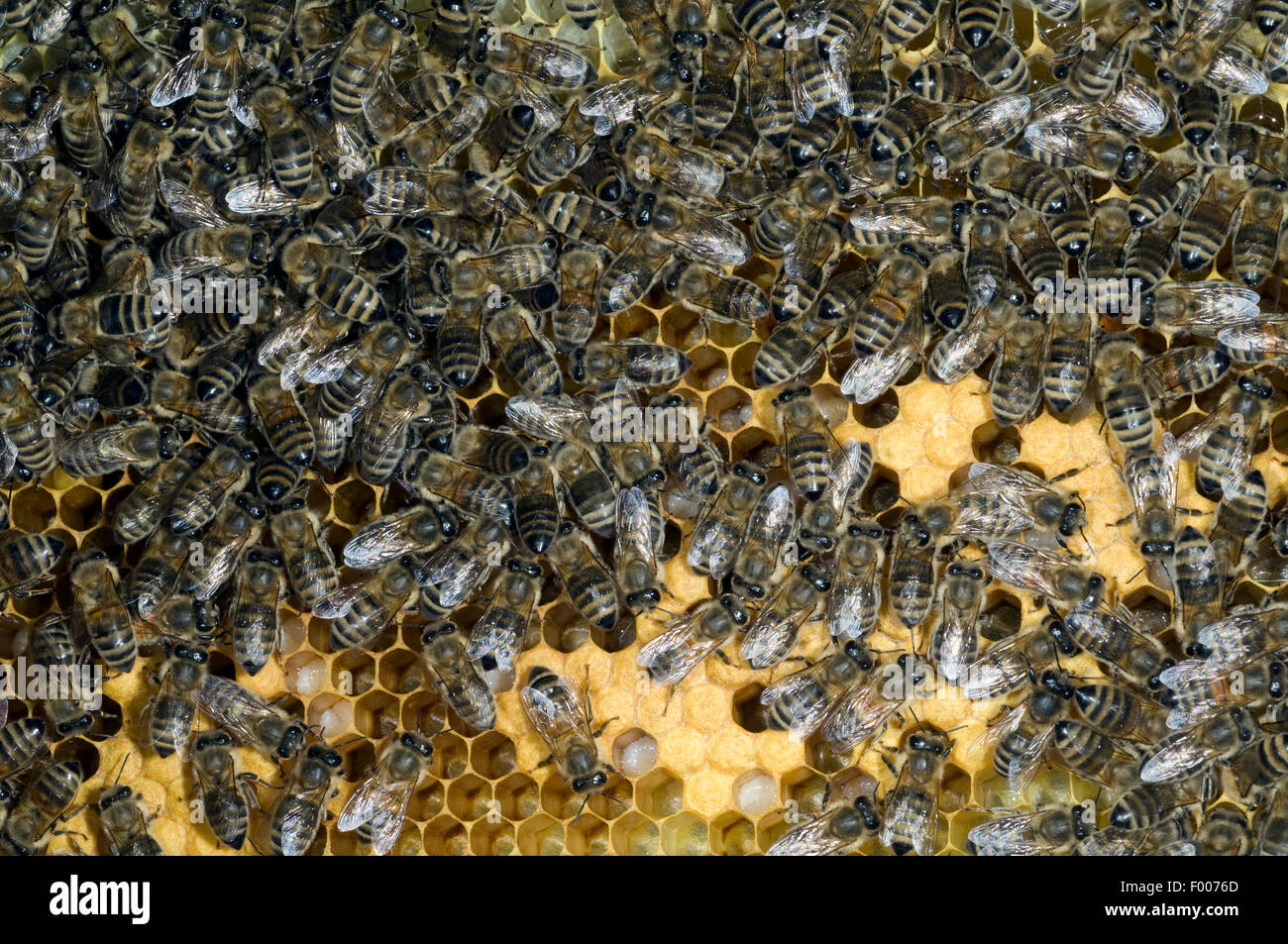 Honigbienen, Biene;; Apis mellifera Foto Stock