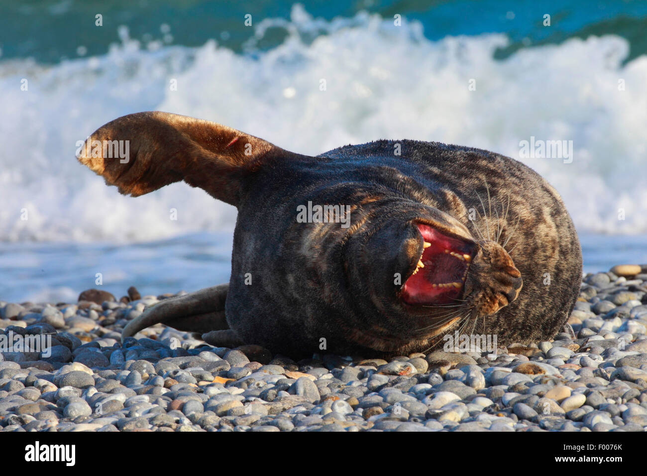 Guarnizione grigio (Halichoerus grypus), guarnizione grigio godendo il sole sulla spiaggia, Germania, Schleswig-Holstein, Isola di Helgoland Foto Stock